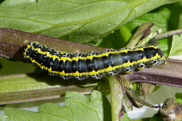Cucullia (Shargacucullia) scrophulariphaga, Noctuidae